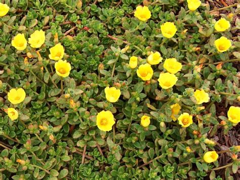 Yellow Purslane Herb Portulaca Oleracea Sativa 100 Seeds Seeds