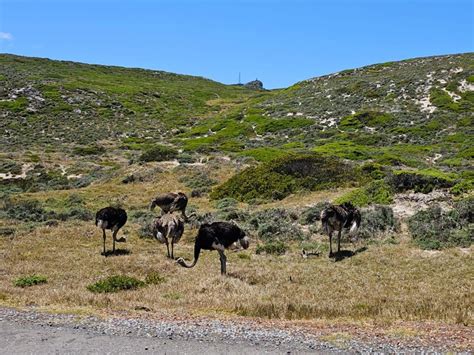 Kaap De Goede Hoop Pingu Ns Gedeelde Tour Getyourguide