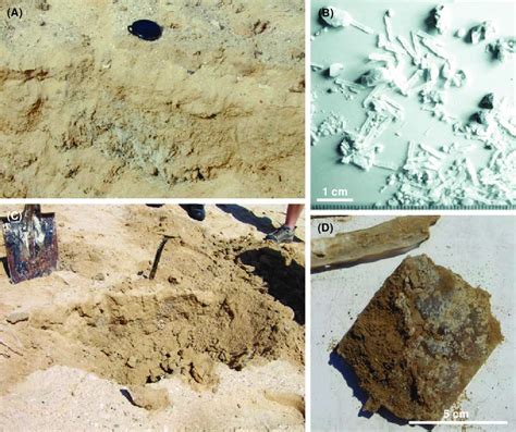 Subsurface sabkha sediments. (A) Pit dug in loose sabkha sediment. Lens... | Download Scientific ...