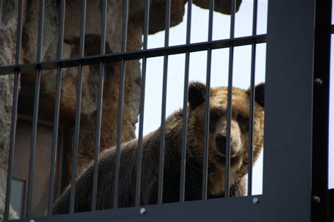 旭川市役所 On Twitter 【旭山動物園が夏期開園しました】 本日、旭山動物園の夏期開園がスタートしました。 9年振りの大型施設