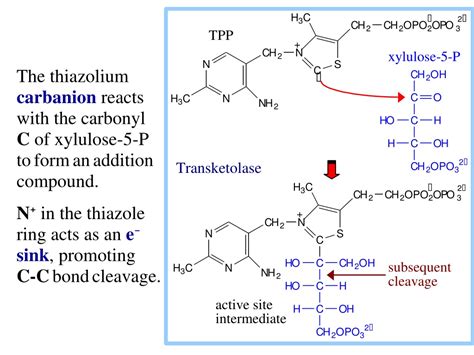 Ppt Lecture On Pentose Phosphate Pathway Assignmentpoint Powerpoint