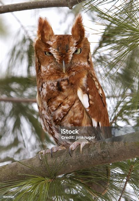 Eastern Screech Owl Red Phase Stock Photo Download Image Now Animal