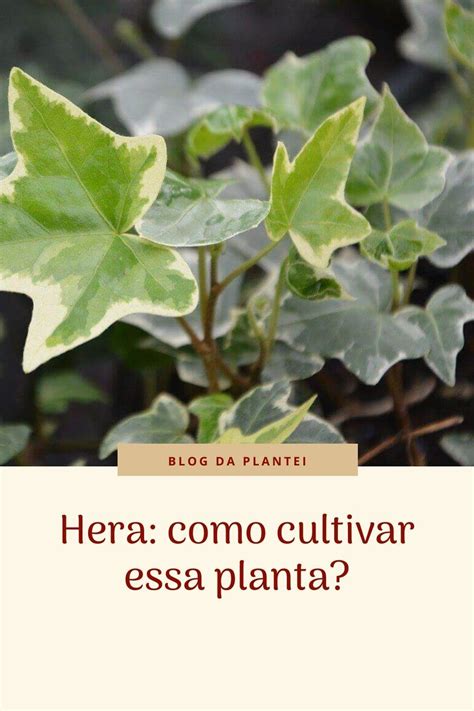 A hera é uma planta muito versátil que pode ser usada em muros como