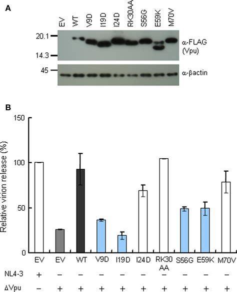 Frontiers Site Directed Mutagenesis Of Hiv Vpu Gene Demonstrates