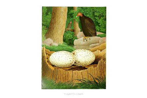 Nests & Eggs: Turkey Vulture | DIY Homeschooler