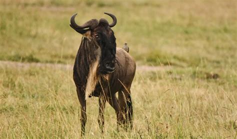 7 Days Serengeti Wildebeest Migration | Tanzania Wildlife Safari