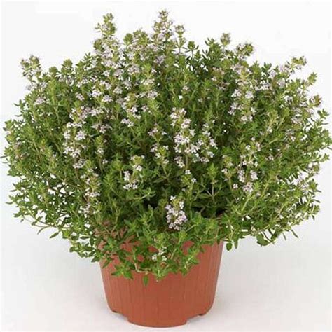 Buy Herb Plants Online From Nurserylive At Lowest Price