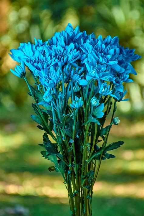POMPON PREMIUM - Flores Silvestres
