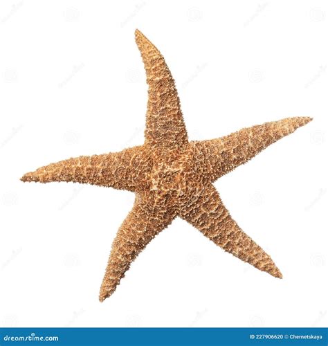 Bela Estrela Do Mar Isolada Em Branco Objeto De Praia Foto De Stock