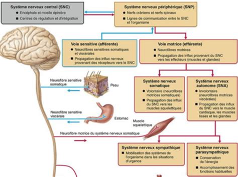 Fiche 5 Système nerveux Cartes Quizlet