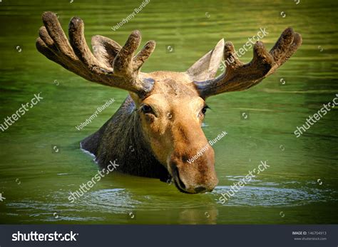 Moose Swimming Lake Stock Photo 146704913 - Shutterstock