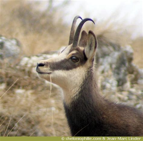 Le chamois des Alpes, Rupicapra rupicapra