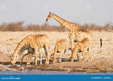 Giraffes drinking stock image. Image of drinking, long - 18389987