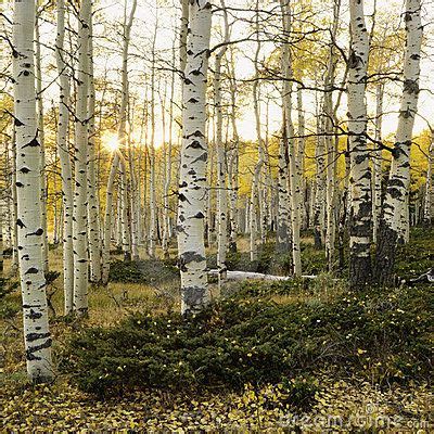 Aspen Trees in Fall Color