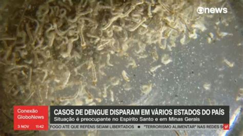 Casos De Dengue Disparam Em V Rios Estados Do Pa S Conex O Globonews G