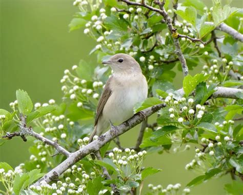 Garden Warbler Facts Diet Habitat And Pictures On Animaliabio