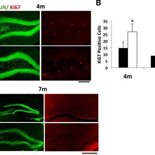 Pten Ablation In NSCs Enhances Proliferation In Vivo A Coronal