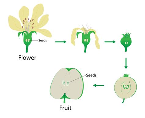 Seeds And Fruit Formation Shalom Education Free Hot Nude Porn Pic Gallery