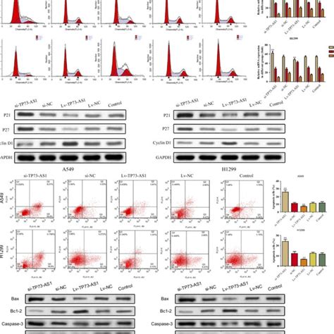 Effects Of Lncrna Tp73 As1 On Cell Cycle And Cell Apoptosis A The