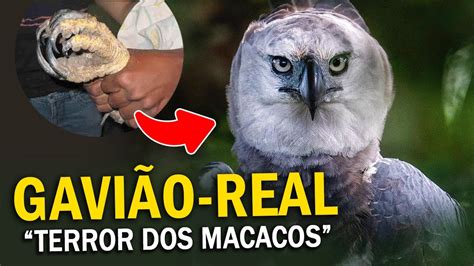 Harpia Curiosidades Sobre A Ave A Maior Guia Do Mundo Qual Seu