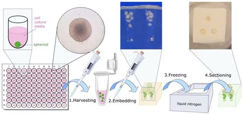 Sample Preparation Protocol Spheroids Grown In A 96 Well Plate Are Download Scientific Diagram