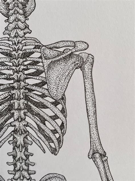 Posterior Skeleton Unlabelled Human Anatomy Prints Clinical Drawings