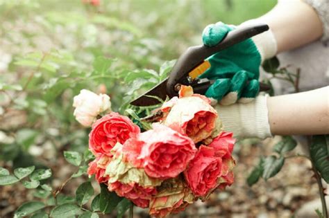 Infestation De Pucerons Sur Vos Rosiers Voici Des Solutions