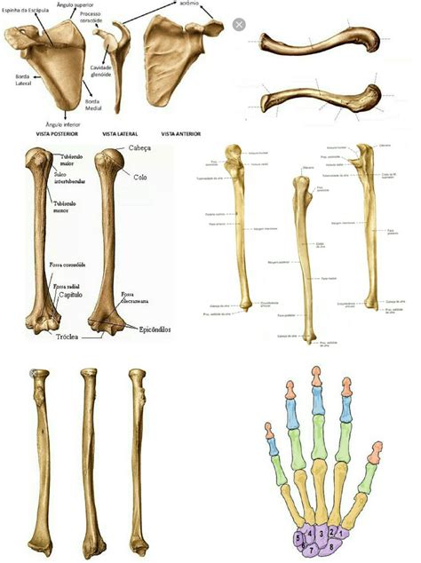 Ossos Do Membro Superior