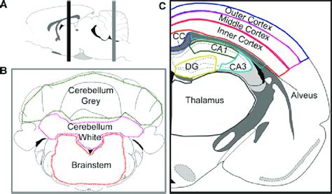 A Sagittal View Of The Rat Brain Identifying The Two Locations From