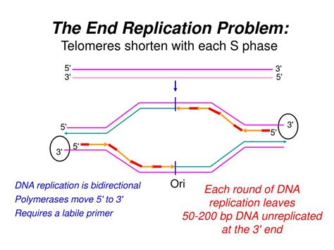 Ppt Telomeres What Are They Why Are They Important Telomere