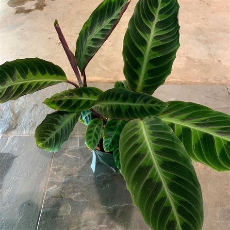 Calathea warscewiczii – Urban Sprouts