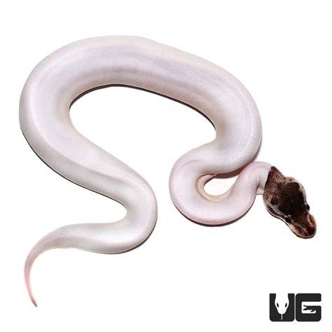 Baby Enchi Pied Ball Python For Sale Underground Reptiles