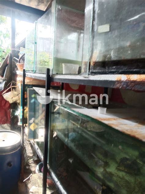 Fish Tank Set For Sale In Ja Ela Ikman