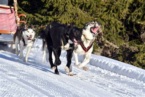 Alaskan Husky Dogs Characteristics And Breeding Husky Village