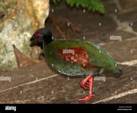 Portrait of a female Crested Partridge or Roul-roul (Rollulus rouloul), a.k.a. Red-crowned Wood ...