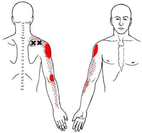 The Definitive Guide To Supraspinatus Anatomy Exercises Rehab