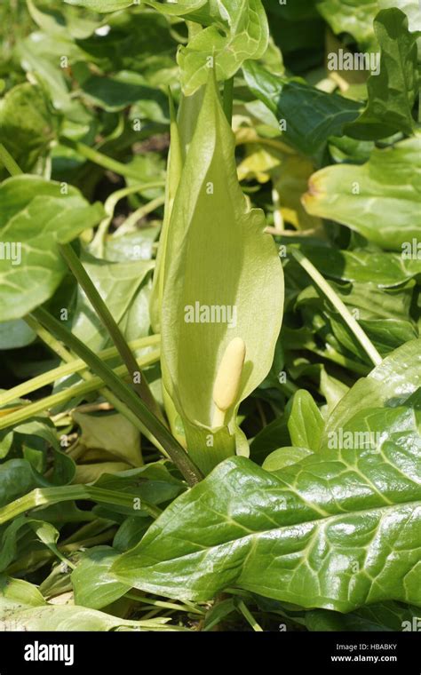 Plants Arum Cuckoo Pint Italian Lords And Ladies Arum Italicum Poisonous Plant Hi Res Stock