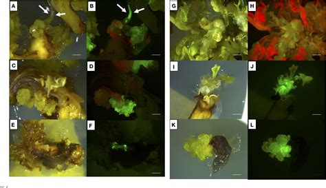 Figure From Efficient Protocol Of De Novo Shoot Organogenesis From