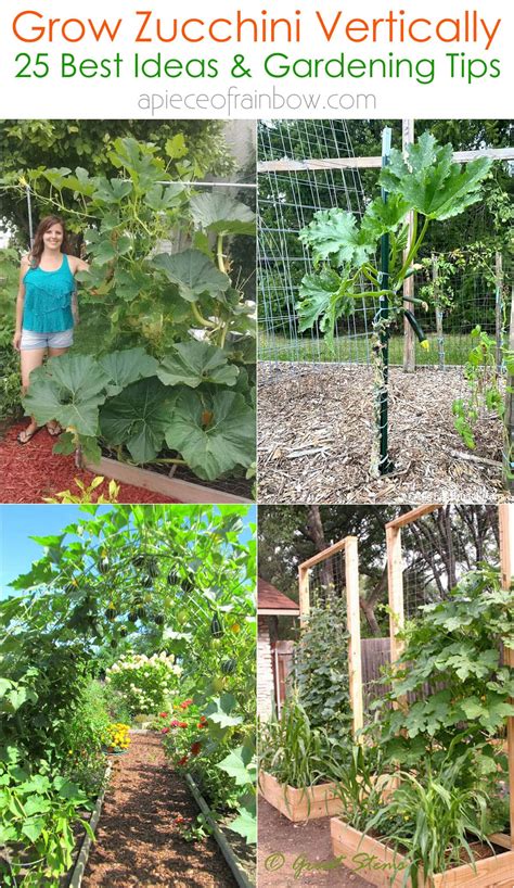 How To Grow Zucchini Vertically 25 Best Ideas A Piece Of Rainbow