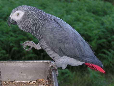 Tipos De Loros Explorando Las Diferentes Especies Y Caracter Sticas