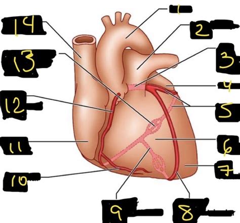 Coronary Circulation Flashcards Quizlet