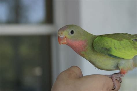 Princess Parrot Facts, Care as Pets, Personality, Pictures