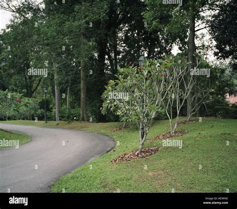 Botanical Garden Singapore Stock Photo Alamy