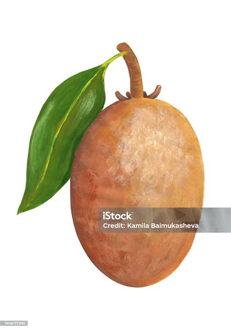 Whole Sapodilla On Peduncle With Leaf Realistic Drawing Isolated On