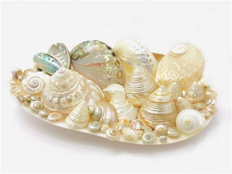 Mother Of Pearl Pearly Shells White Seashell Curiosity Cabinet