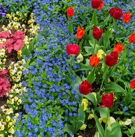 Flor Tulipanes Planta Flores Foto Gratis En Pixabay Pixabay