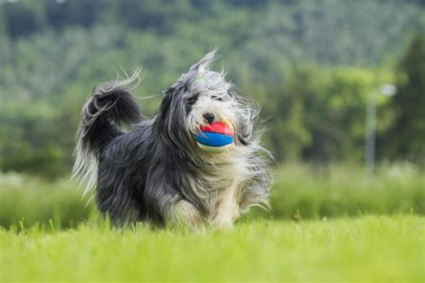 Bearded Collie Steckbrief Charakter Pflege And Haltung