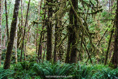 Olympic National Park S Quinault North Shore Road National Parked