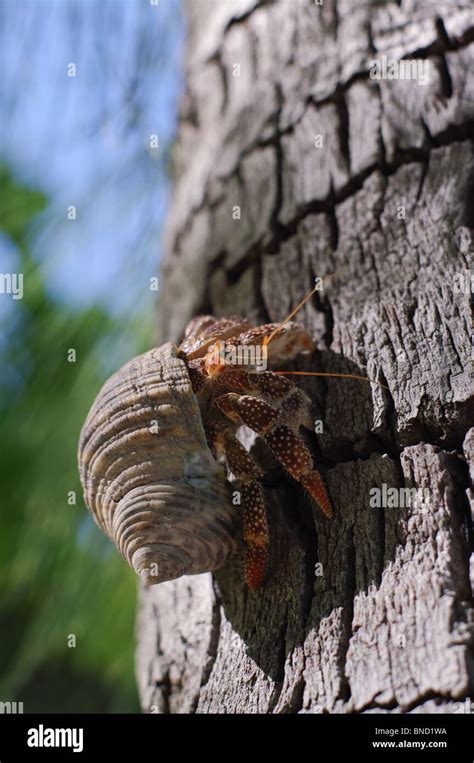 Hermit Crab Climbing A Coconut Tree Rangiroa French Polynesia Stock