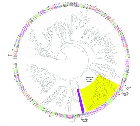 Maximum Likelihood Phylogram Of Odorant Receptors Ors Rooted With